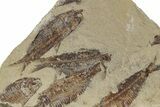 Fossil Fish (Gosiutichthys) Mortality Plate - Wyoming #357162-1